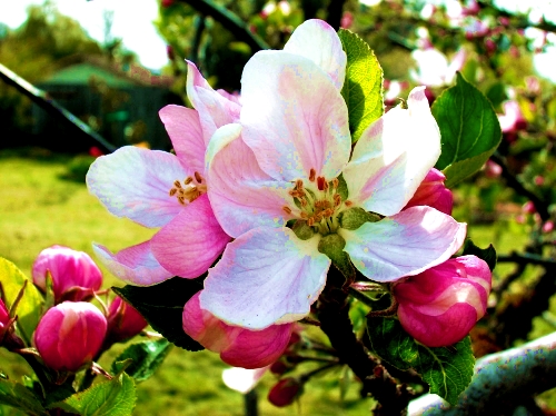 aromas-que-nos-hacen-vivir