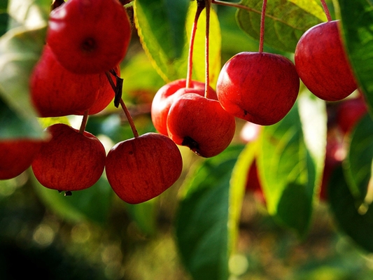 beneficios-aroma-frutos-rojos