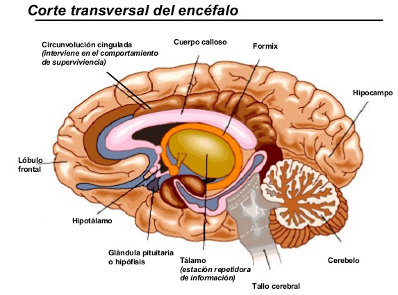olfato-y-memoria-están-muy unidos